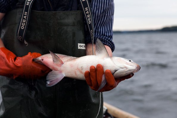 Fischerei am Plöner See