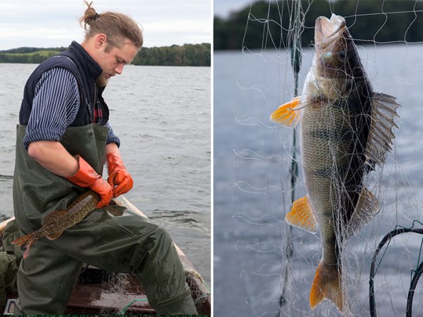 ins Netz gegangener Barsch