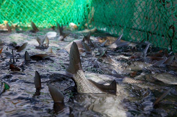 Zugnetzfischerei, Brassen